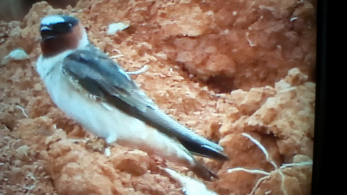 Cliff Swallow - ML635094985