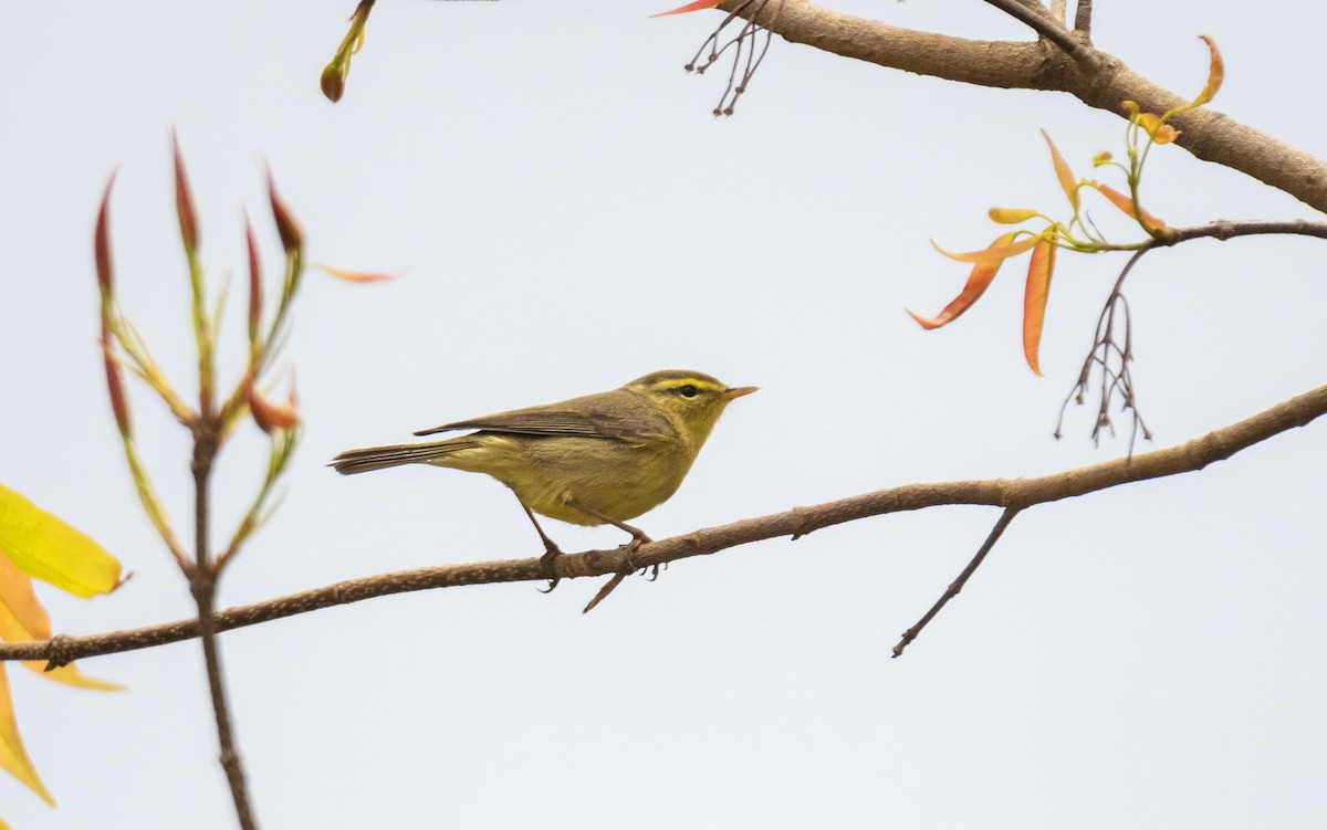 Tickell's Leaf Warbler (Tickell's) - ML635095103