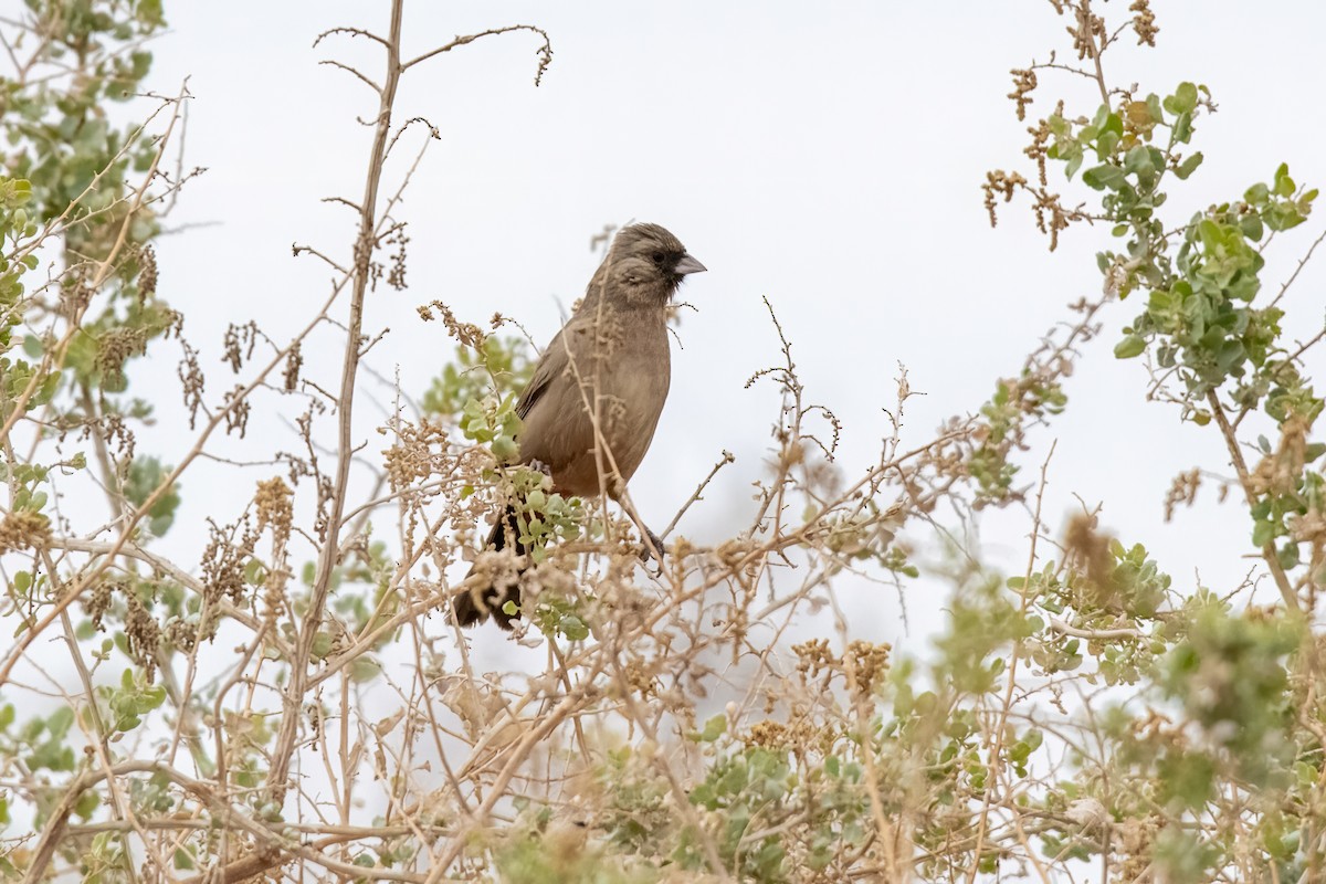 Abert's Towhee - ML635095107