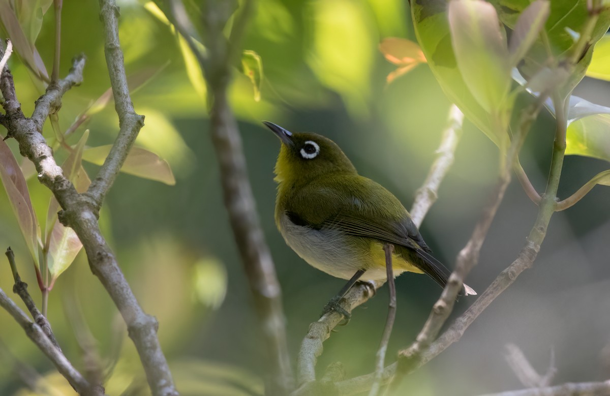 Sri Lanka White-eye - ML635095131