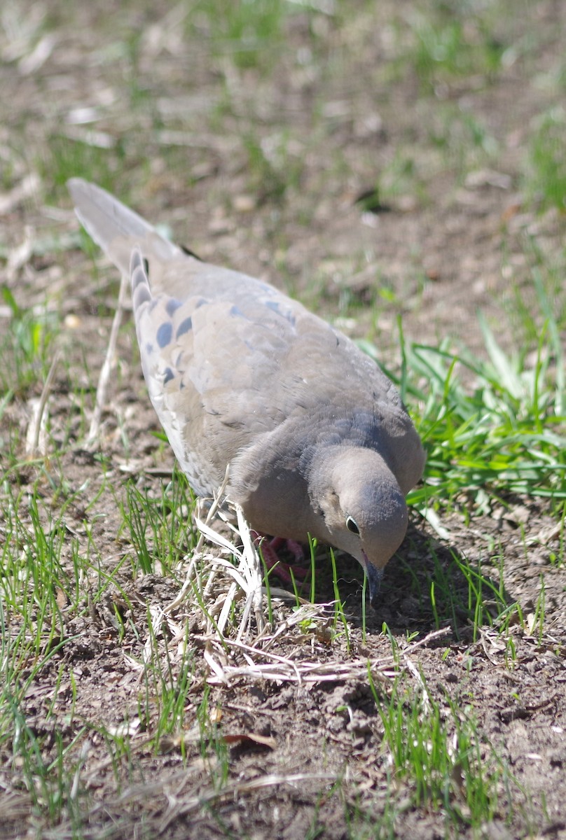 Mourning Dove - ML635095155