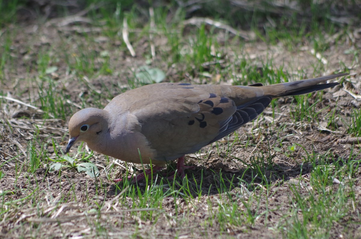 Mourning Dove - ML635095156