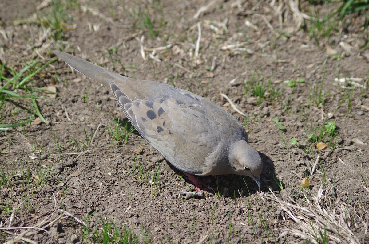 Mourning Dove - ML635095157