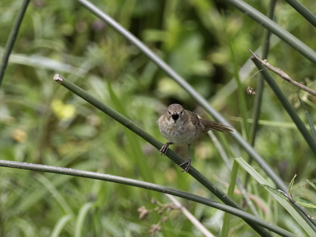 Highland Rush Warbler - ML635095227