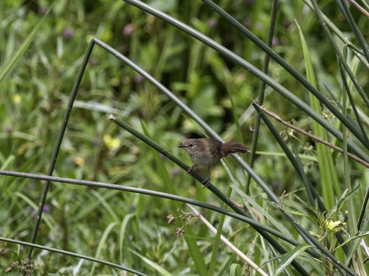 Highland Rush Warbler - ML635095228
