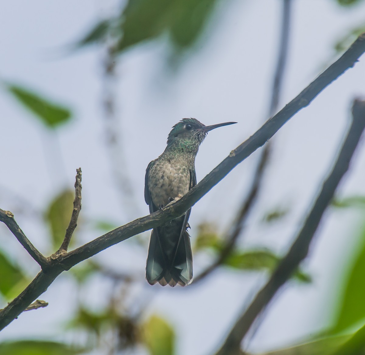 Colibri de Cuvier - ML635095305