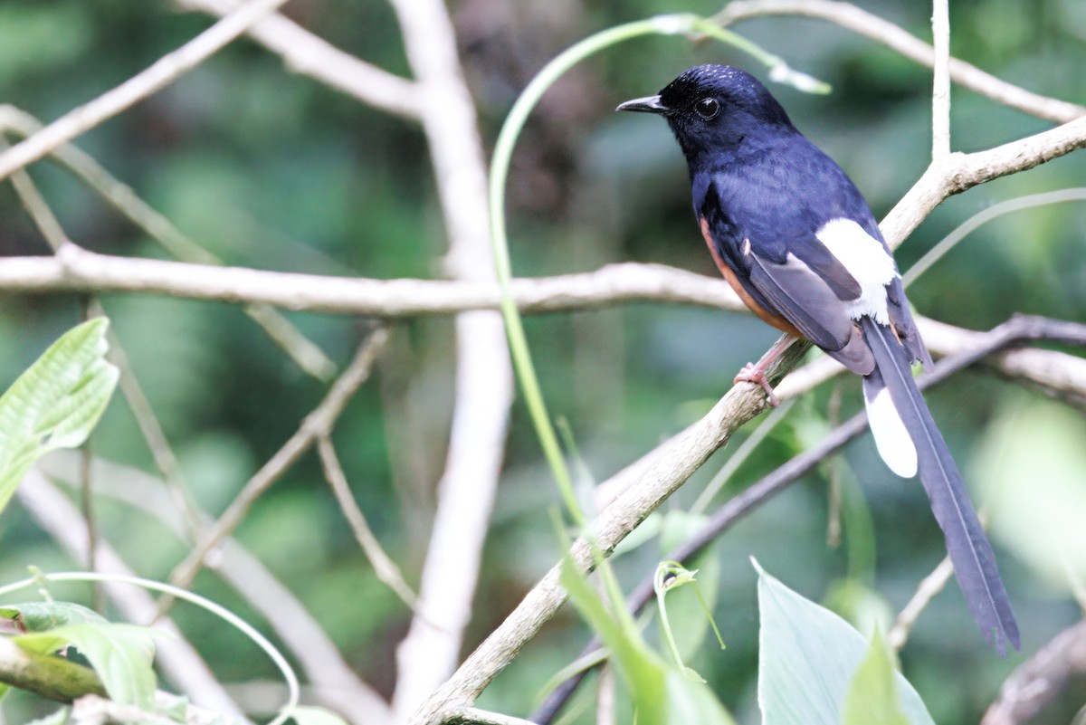 White-rumped Shama - ML635095360