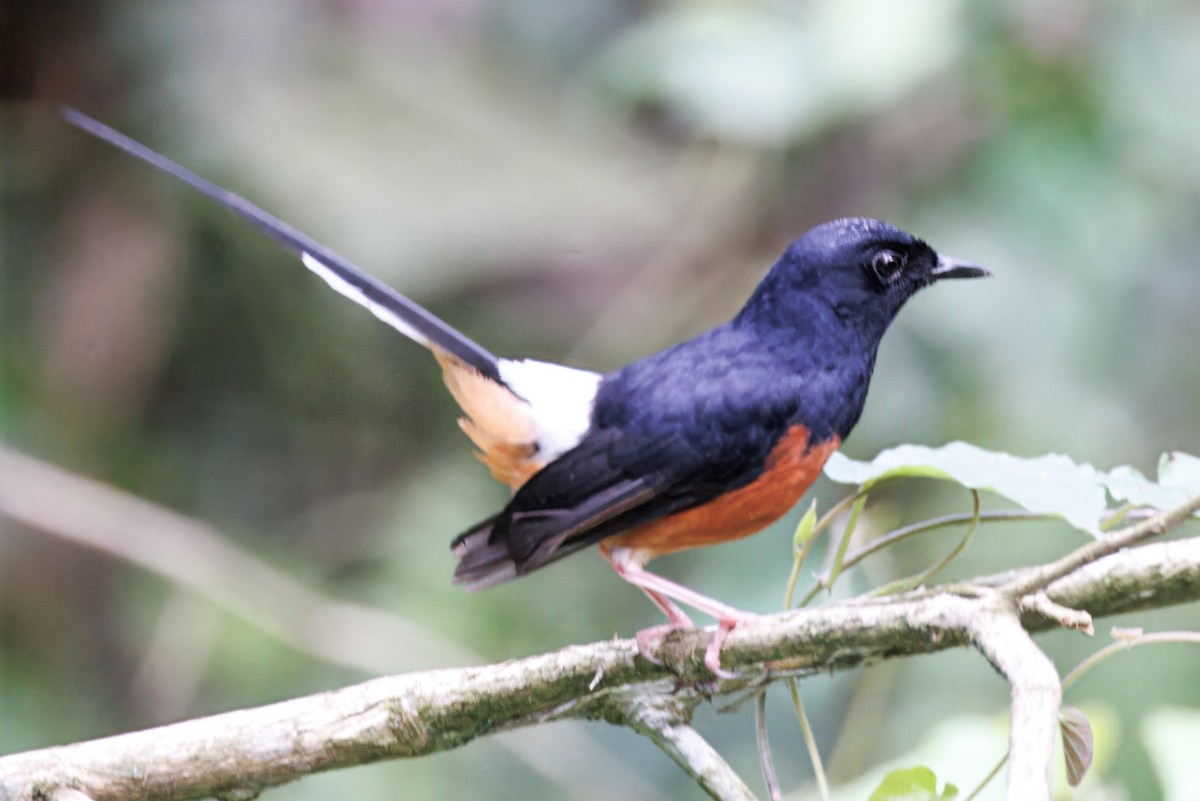 White-rumped Shama - ML635095363