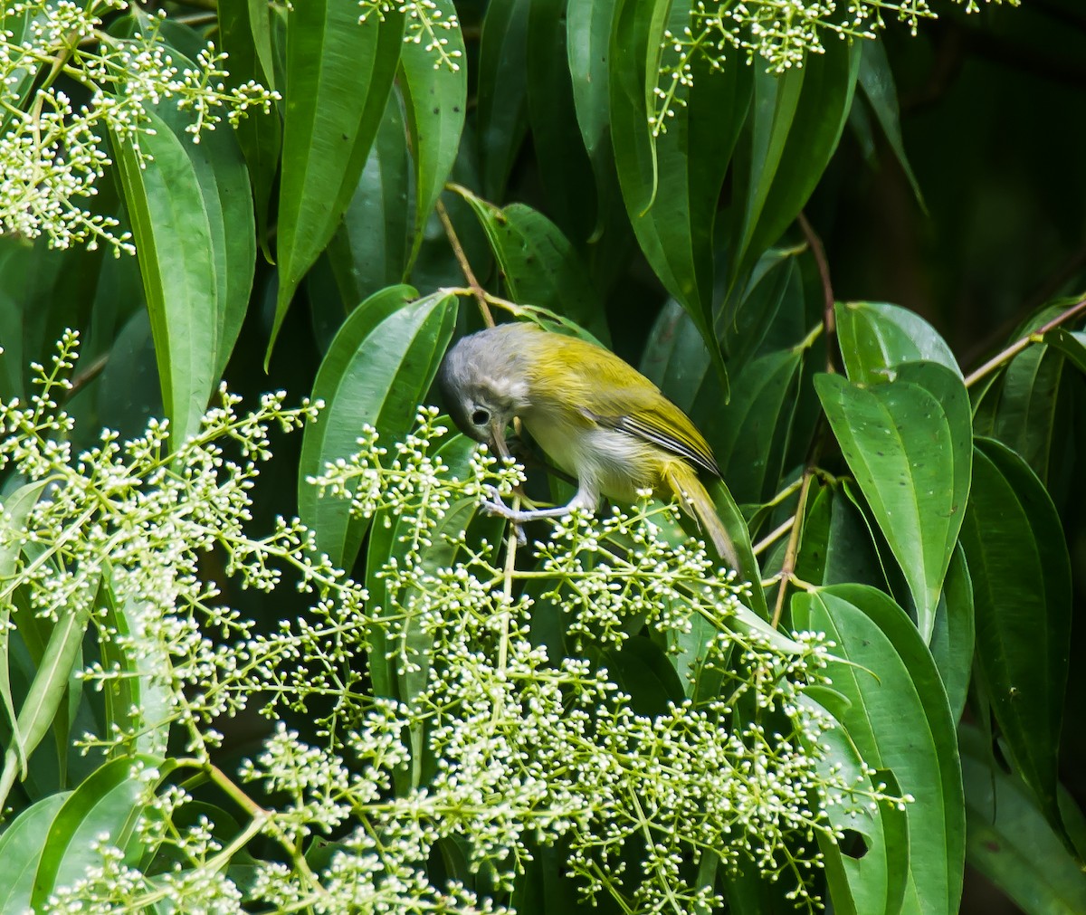Lesser Greenlet - ML635095367