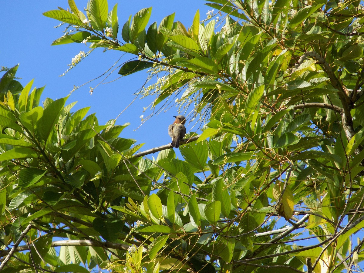 kukačka drobná - ML63509541