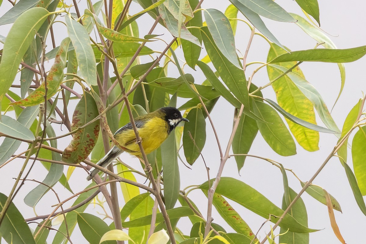 Black-throated Apalis - ML635095419