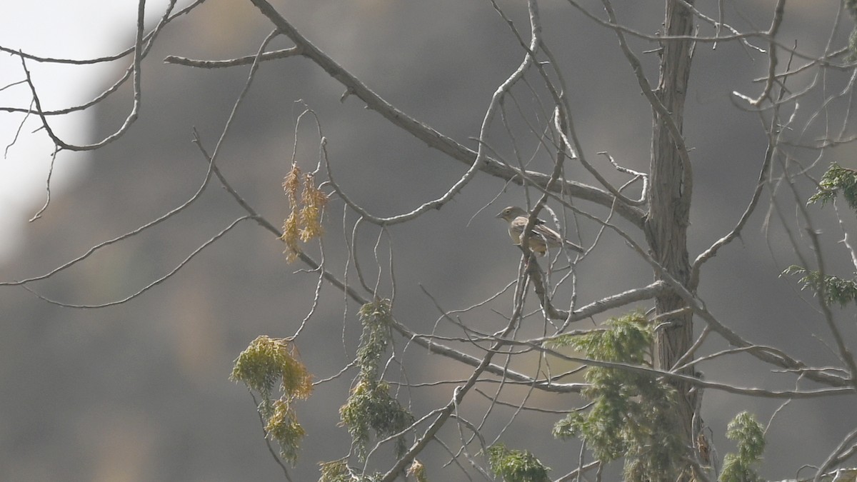 Cinereous Bunting - ML635095468