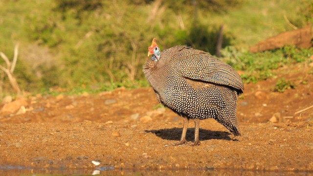 ホロホロチョウ（mitratus グループ） - ML635095539