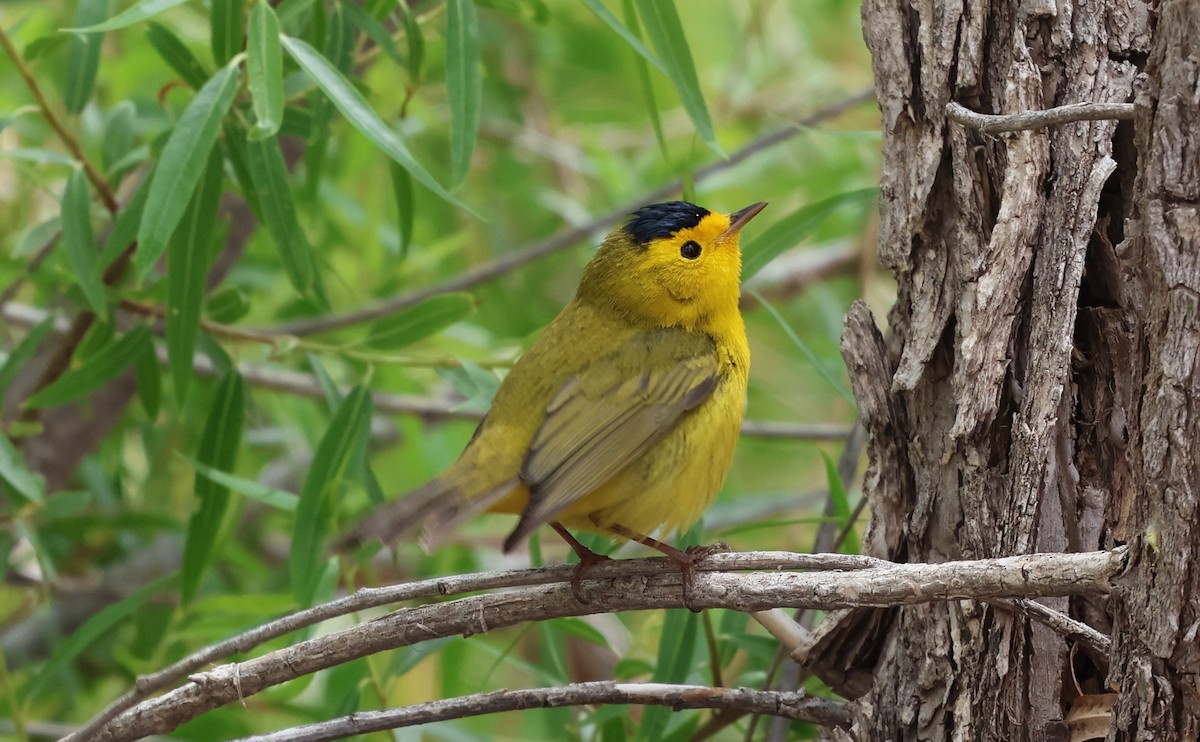 Wilson's Warbler - ML635095746