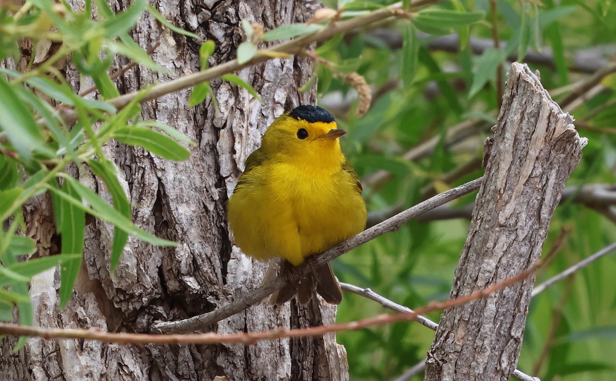 Wilson's Warbler - ML635095747