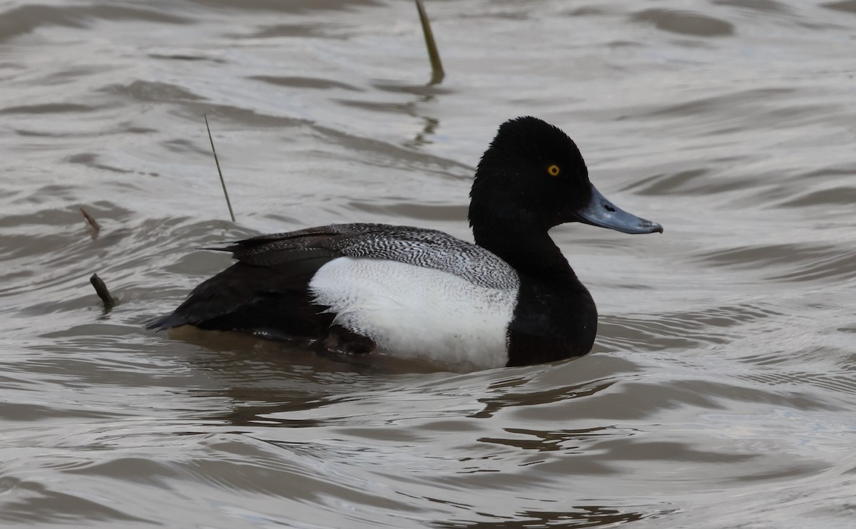 Lesser Scaup - ML635095771