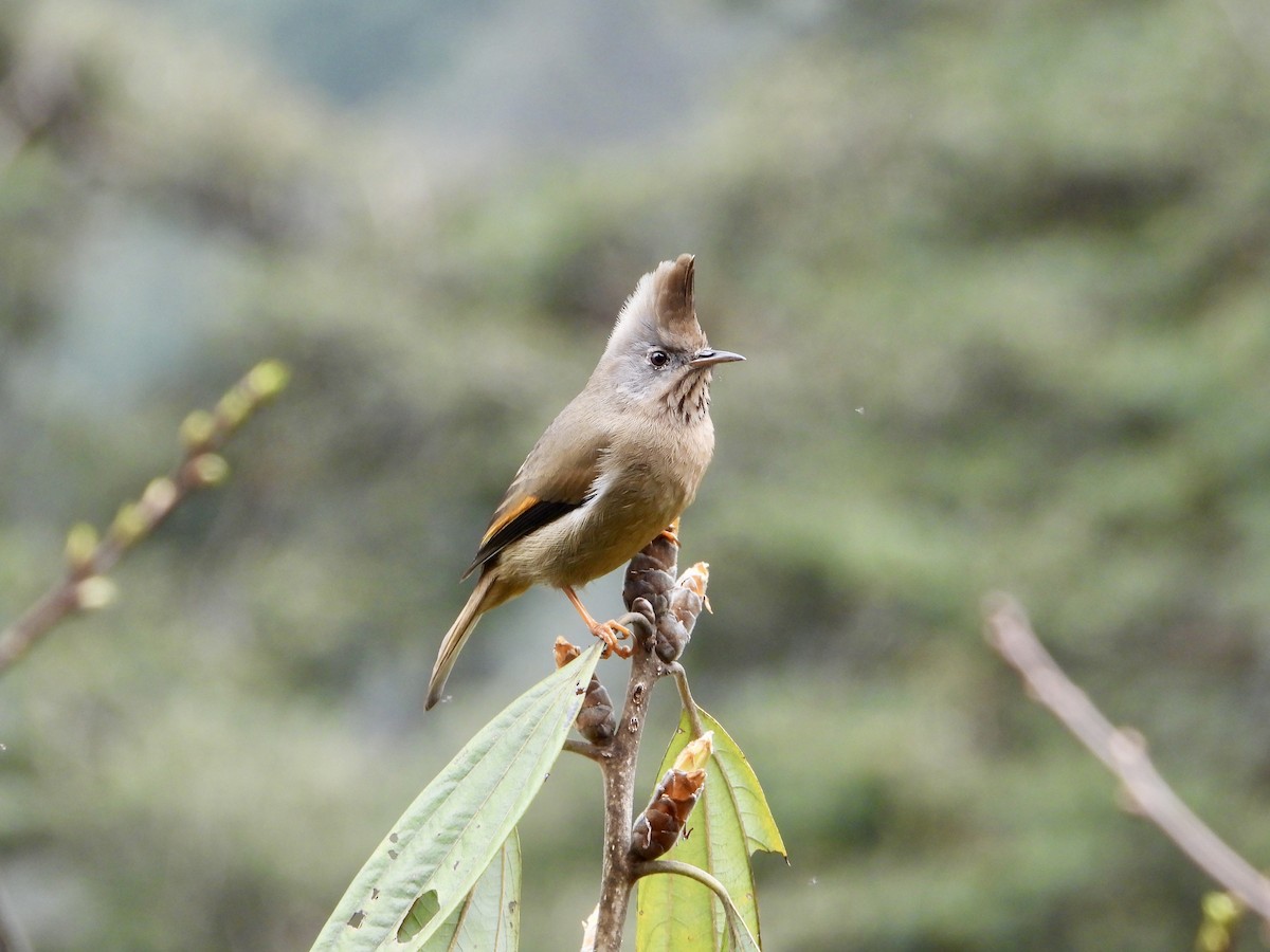 Yuhina à gorge striée - ML635095831
