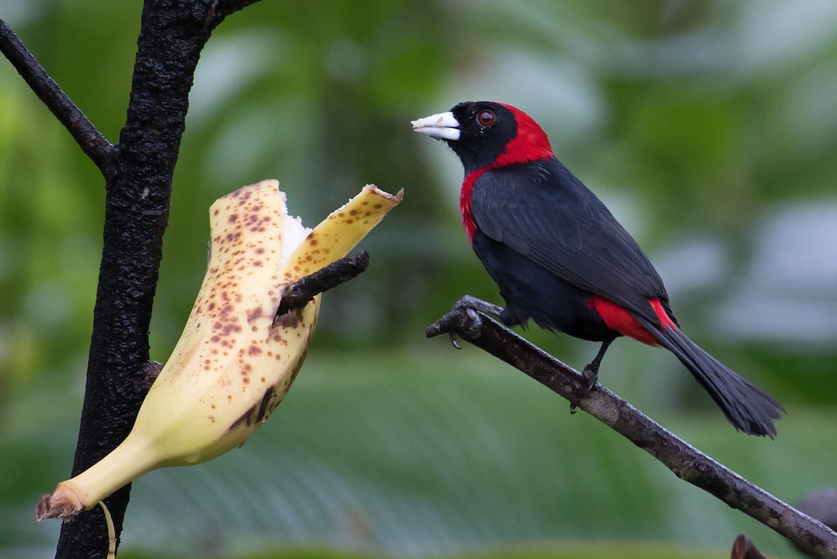 Crimson-collared Tanager - ML635095835