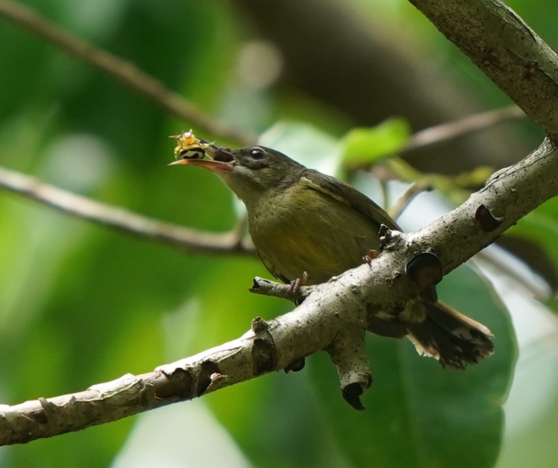 Crimson Sunbird - ML635095925