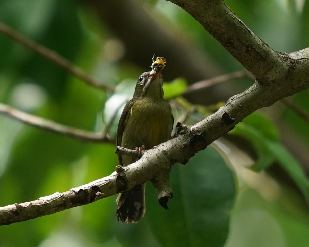 Crimson Sunbird - ML635095926