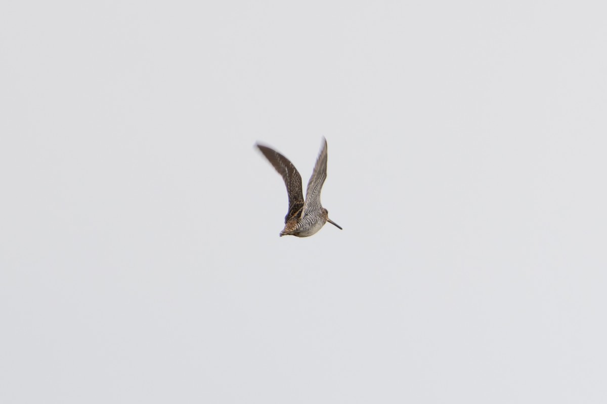 Wilson's Snipe - ML635095937
