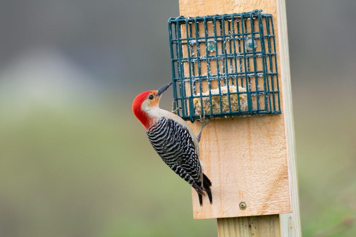 Red-bellied Woodpecker - ML635095942