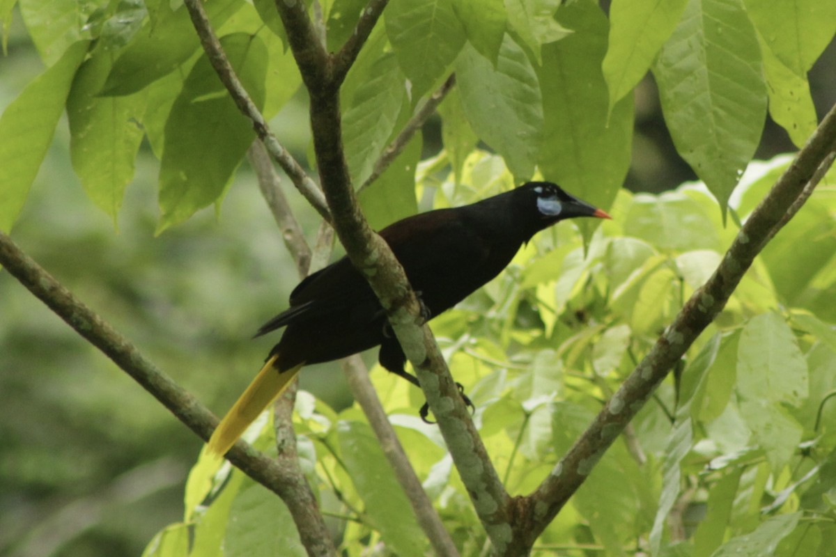 Black Oropendola - ML635095951