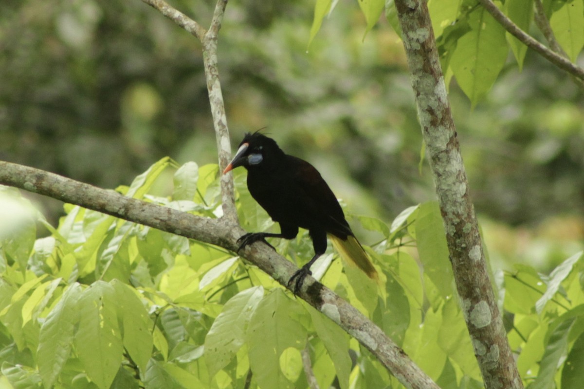 Black Oropendola - ML635095952