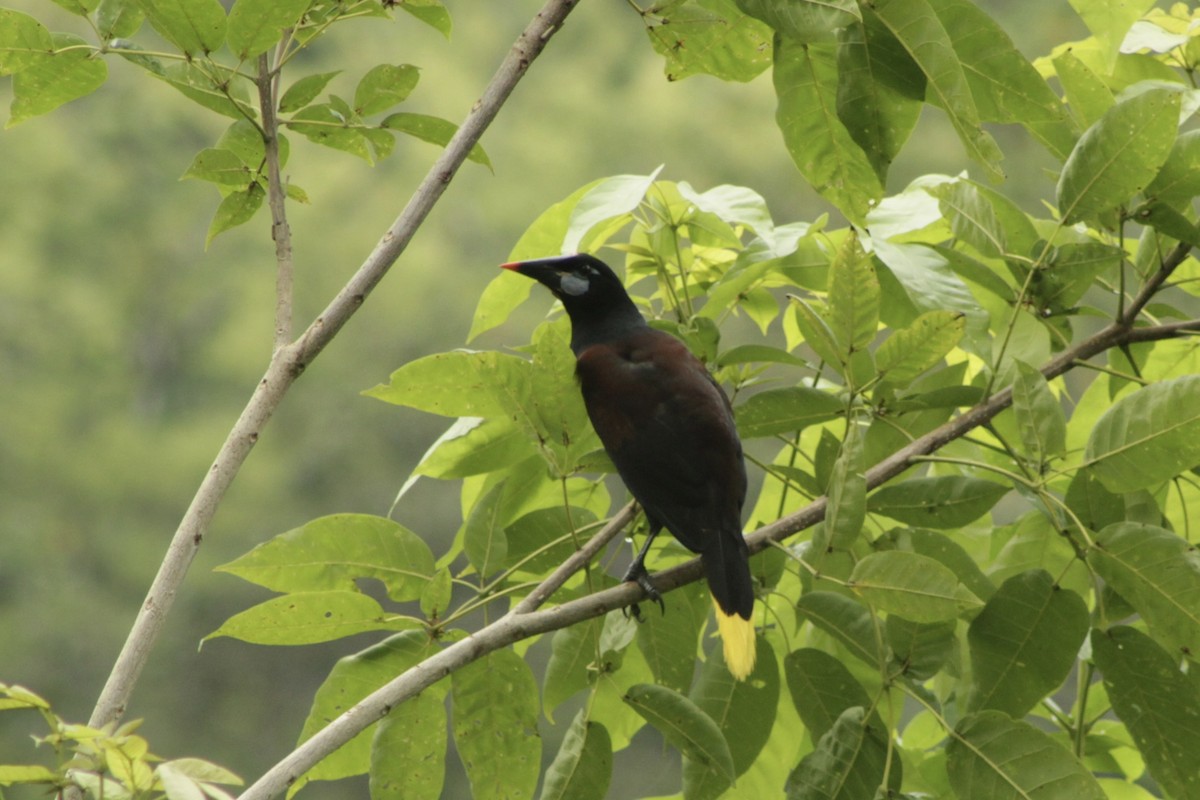 Black Oropendola - ML635095953