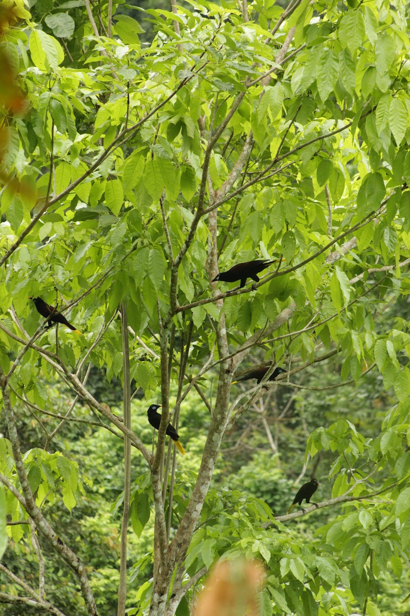 Black Oropendola - ML635095954