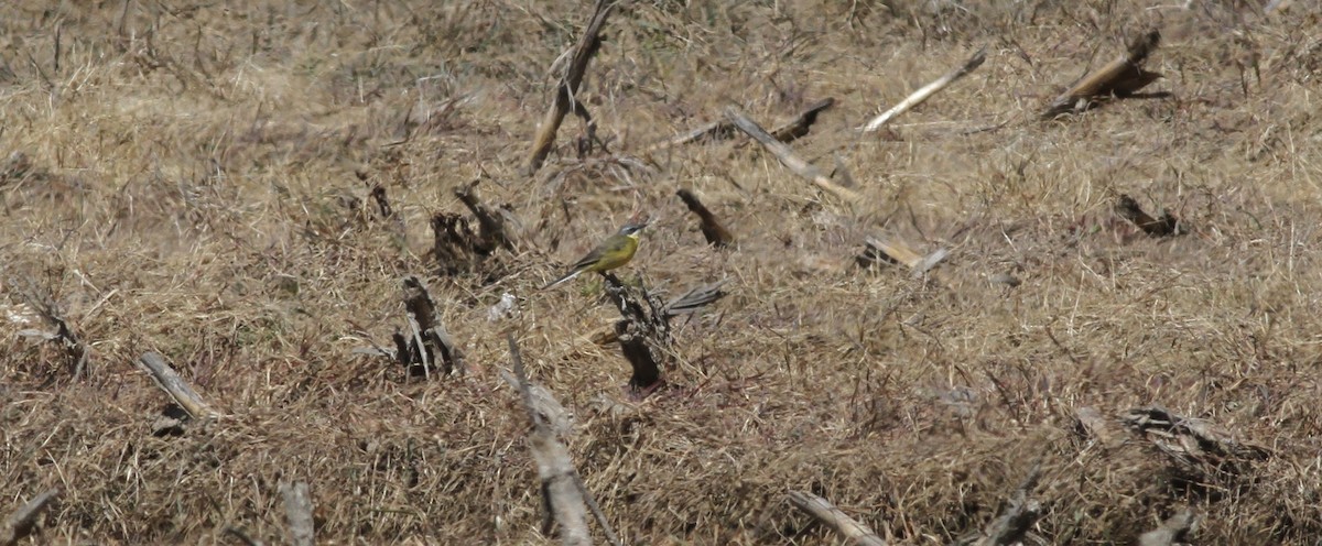 Bergeronnette printanière (iberiae/cinereocapilla/pygmaea) - ML635096091