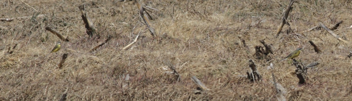 Bergeronnette printanière (iberiae/cinereocapilla/pygmaea) - ML635096095