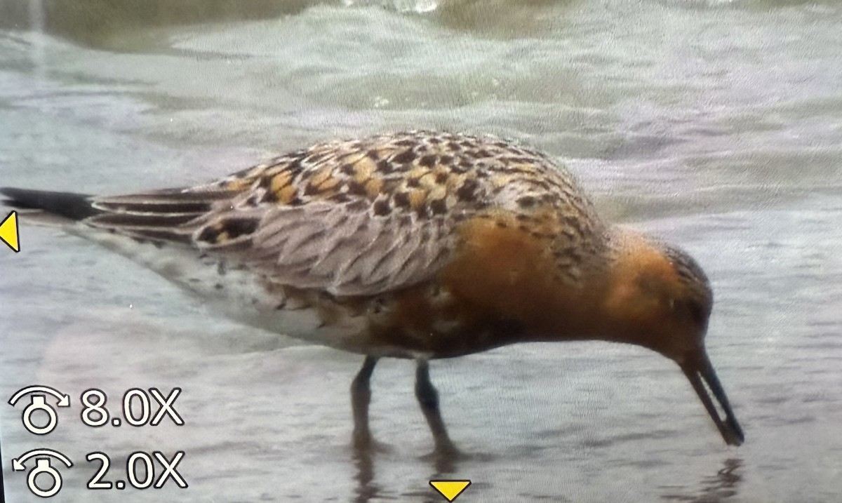 Red Knot - ML635096119