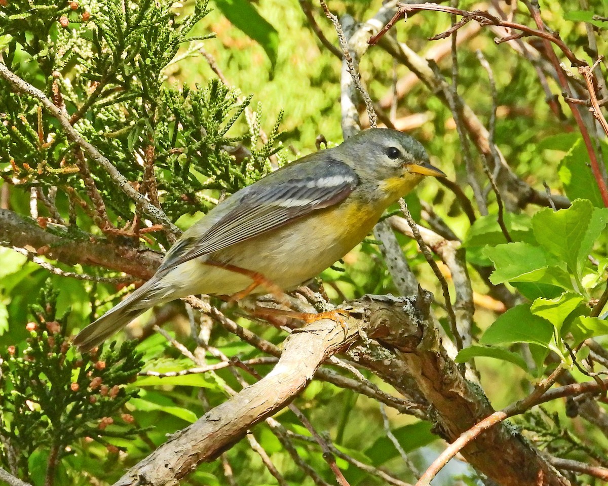 Northern Parula - ML635096128