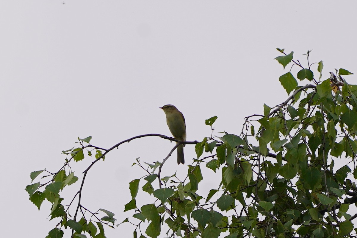 Willow Warbler - ML635096178