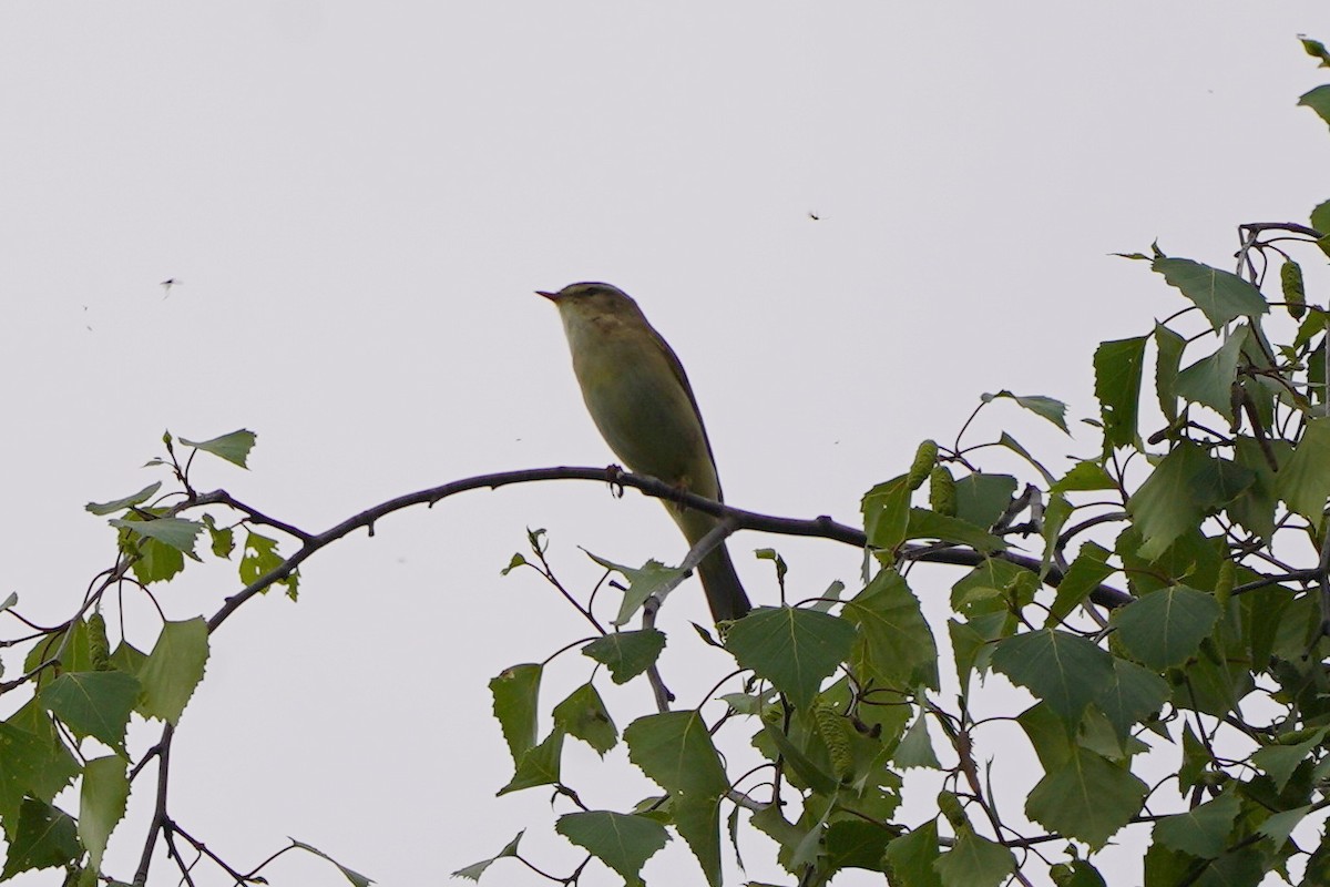 Willow Warbler - ML635096179