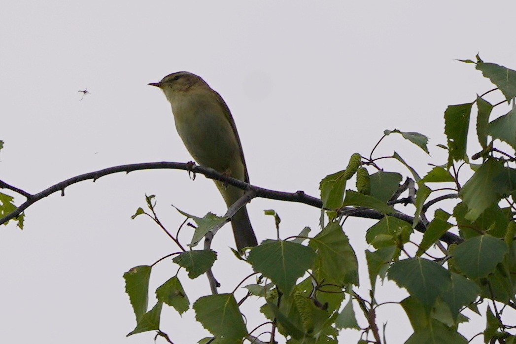 Willow Warbler - ML635096180