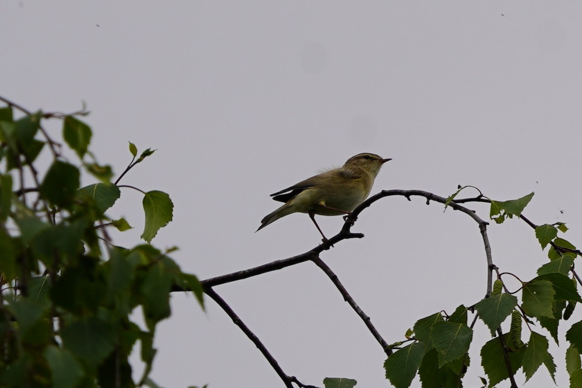 Willow Warbler - ML635096181