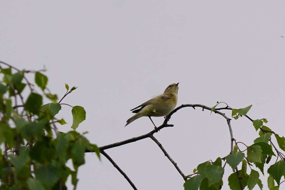 Willow Warbler - ML635096182