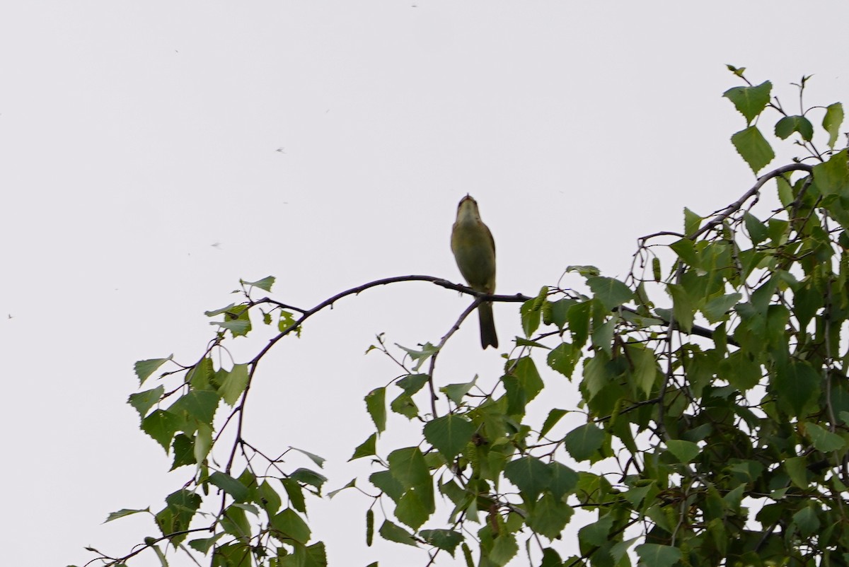 Willow Warbler - ML635096183