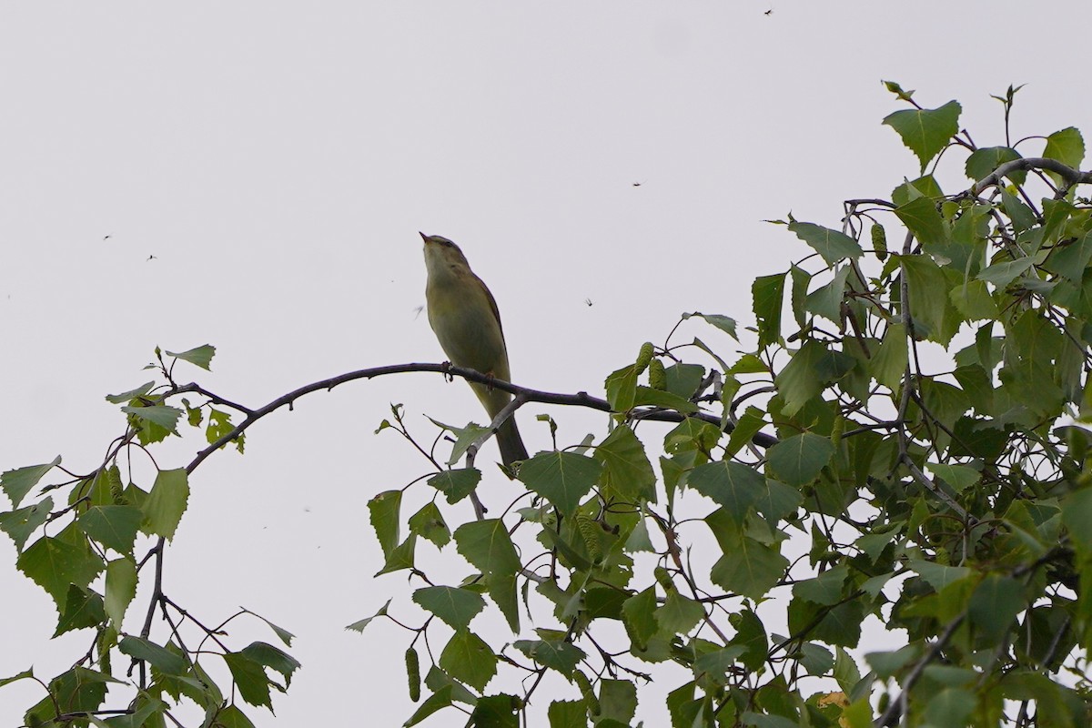 Willow Warbler - ML635096184