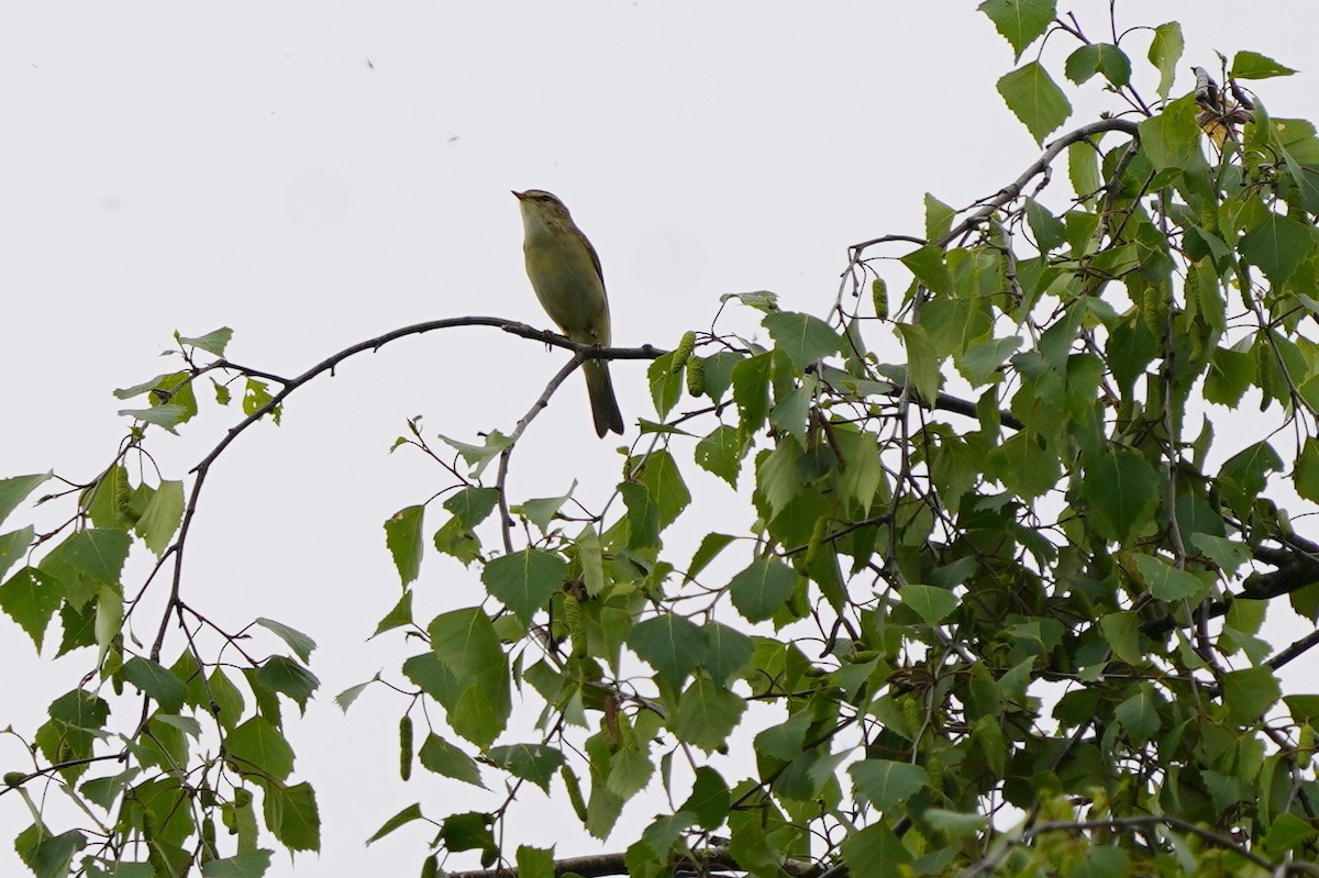 Willow Warbler - ML635096185