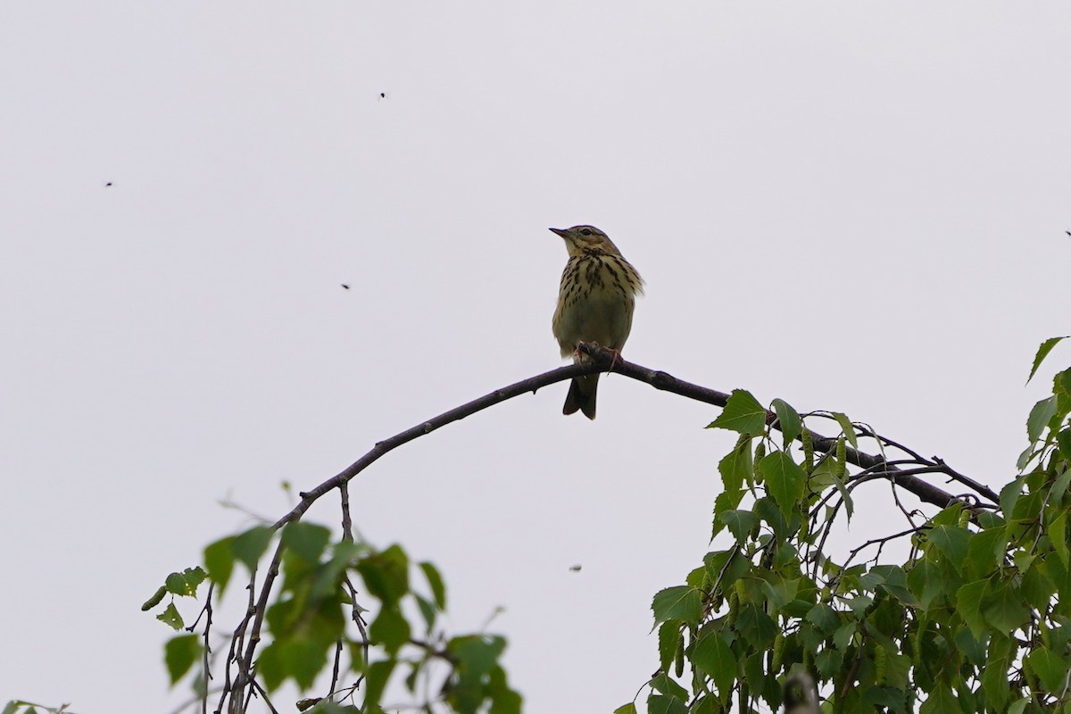 Wood Lark - ML635096206