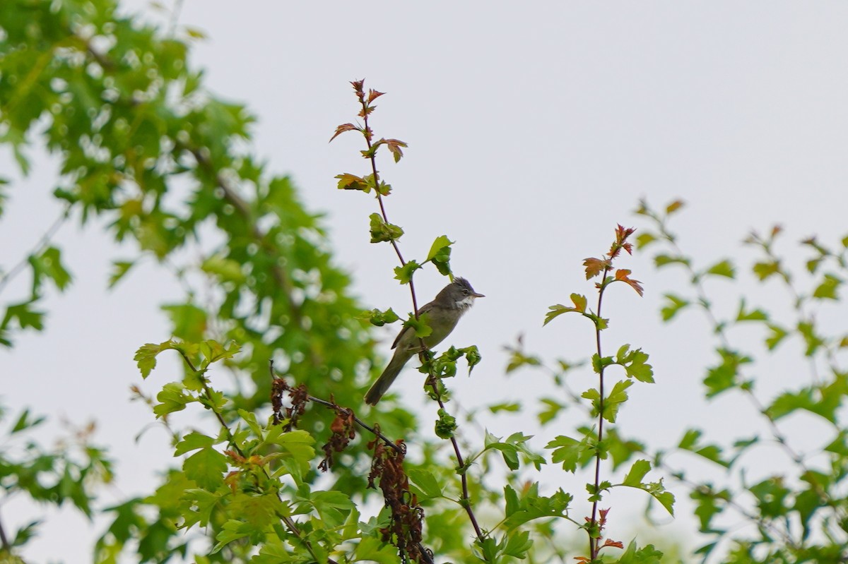 Lesser Whitethroat - ML635096225