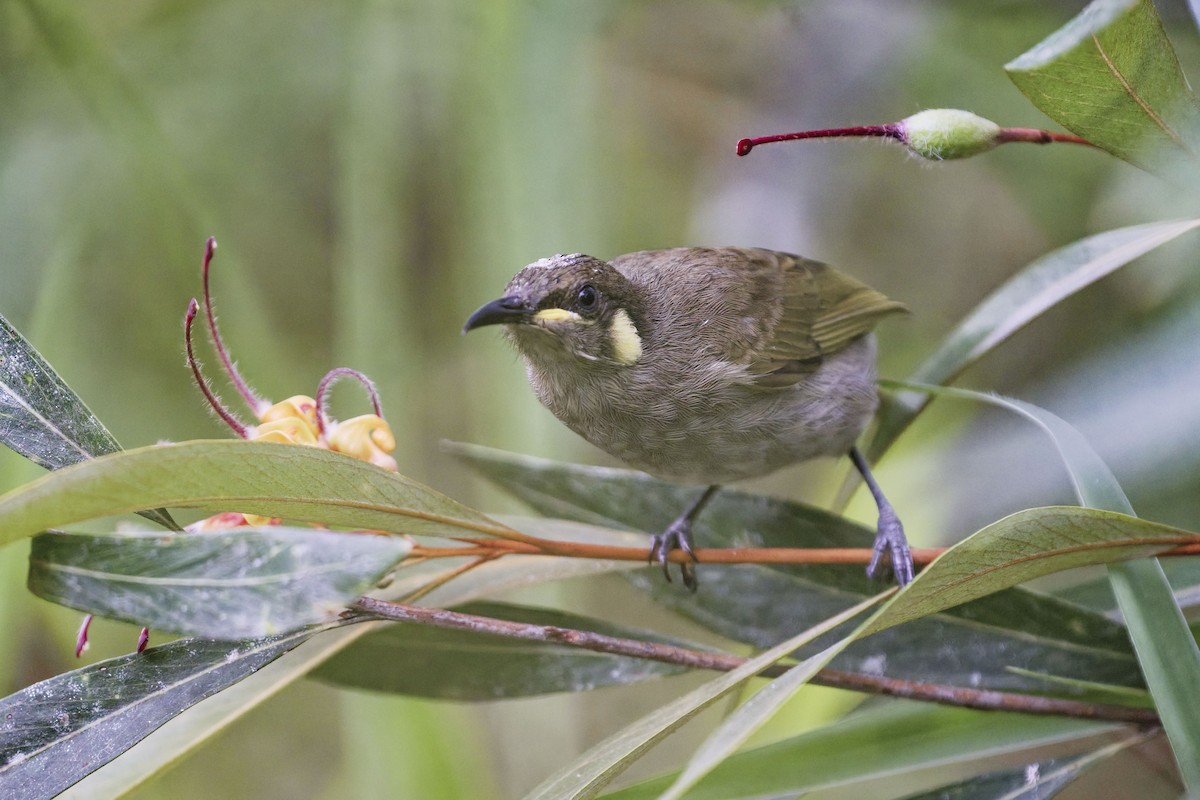 Cryptic Honeyeater - ML635096246
