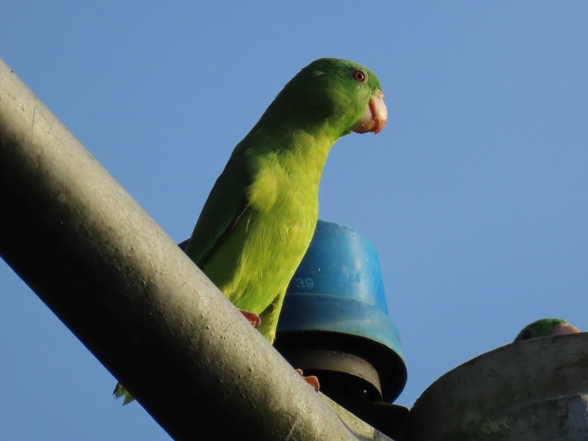 Riparian Parrotlet - ML635096349