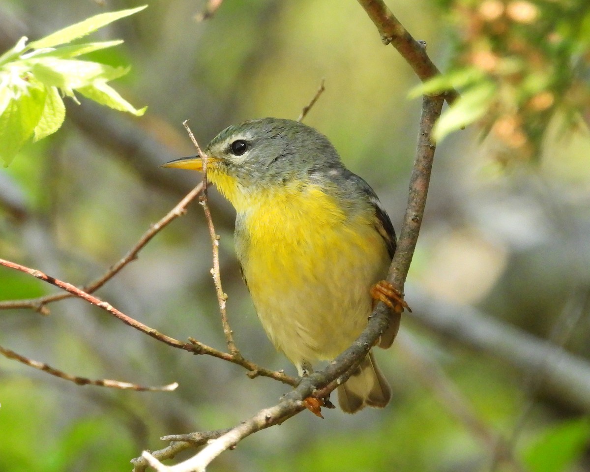 Northern Parula - ML635096560