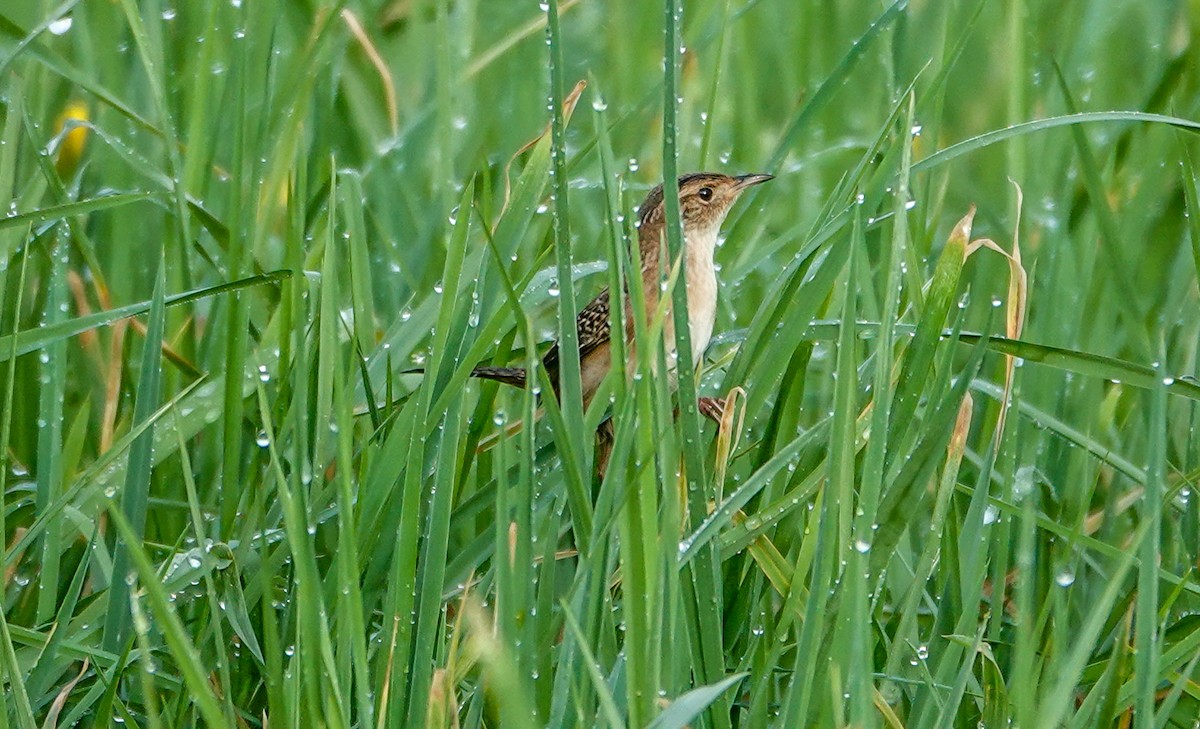 Sedge Wren - Gale VerHague