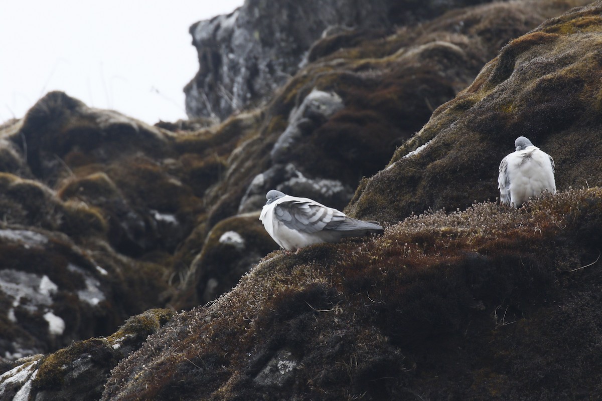 Snow Pigeon - ML635096706