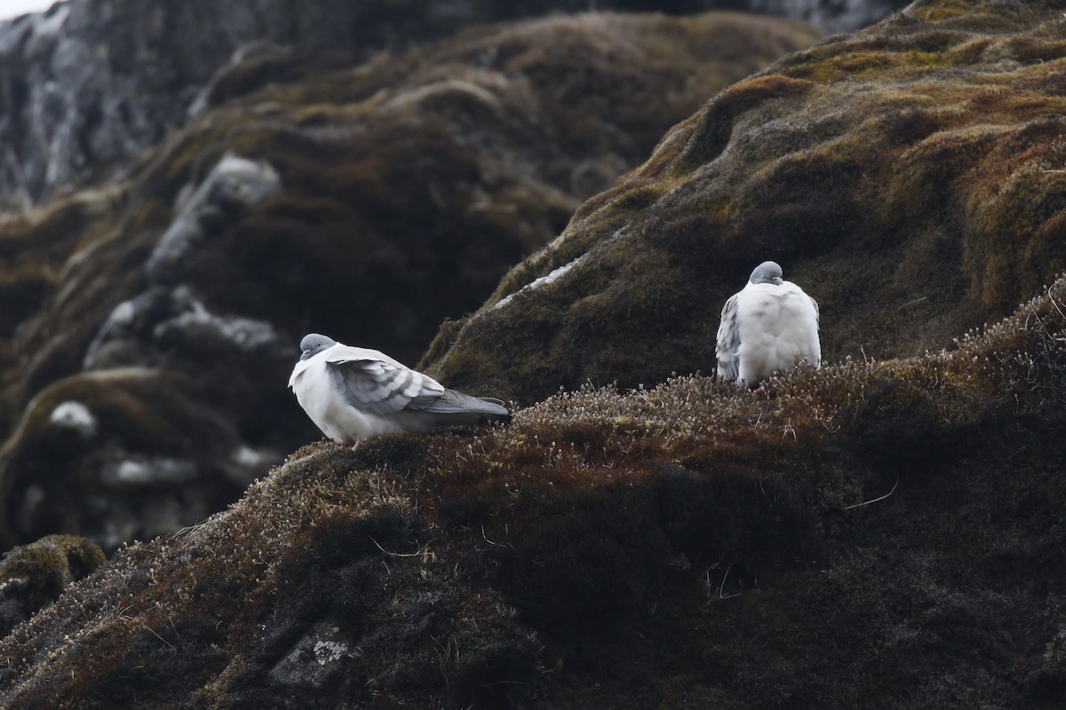 Snow Pigeon - ML635096707